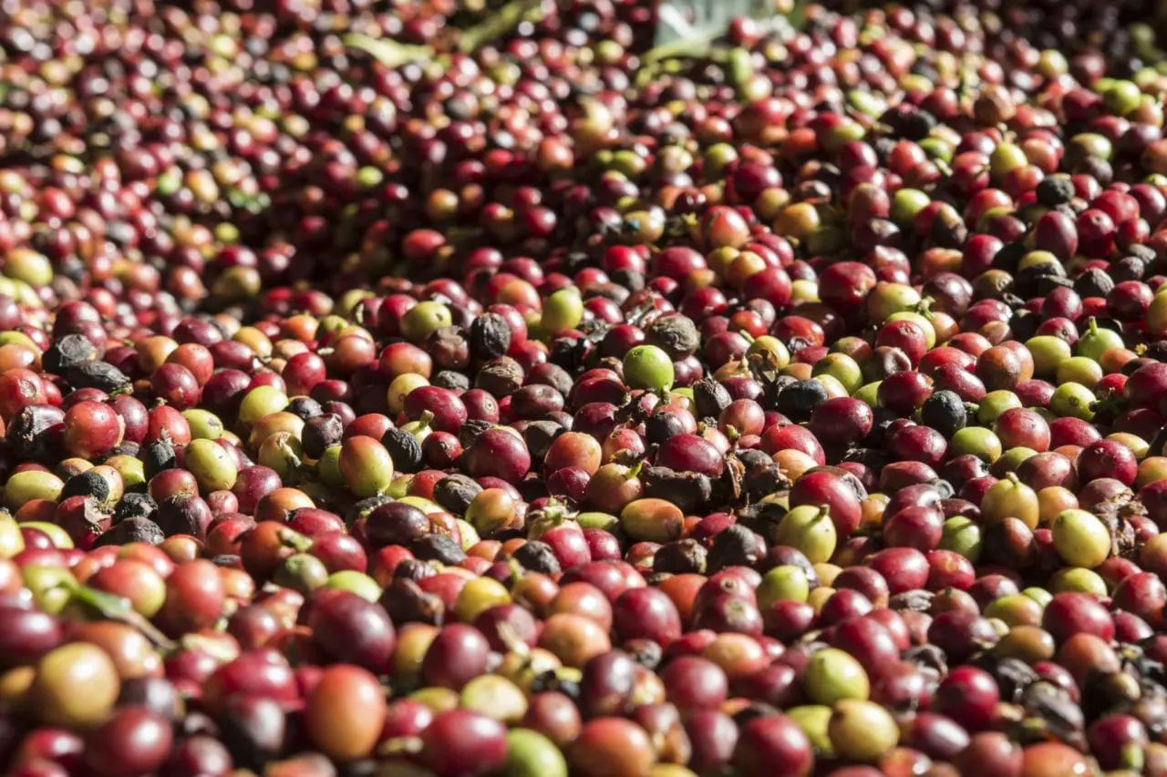 A pile of coffee beans that are in the sun.