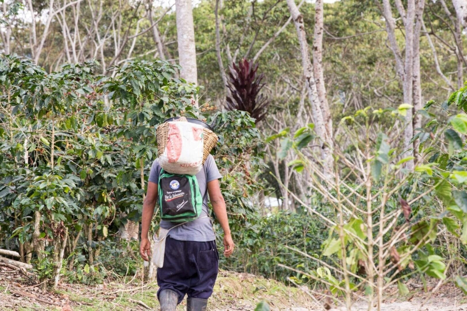 A man with a backpack walking through the woods.