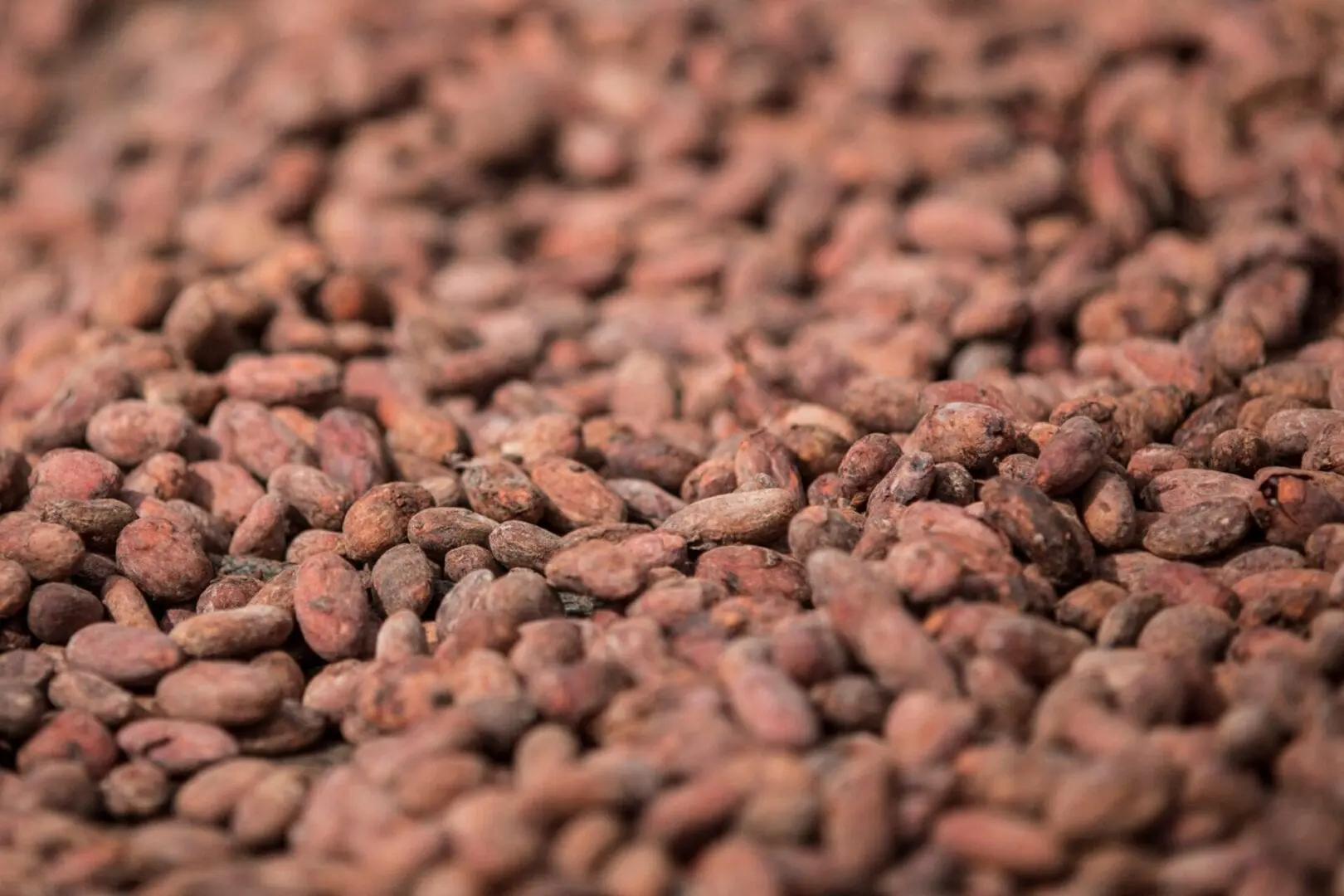 A close up of some beans that are in the ground