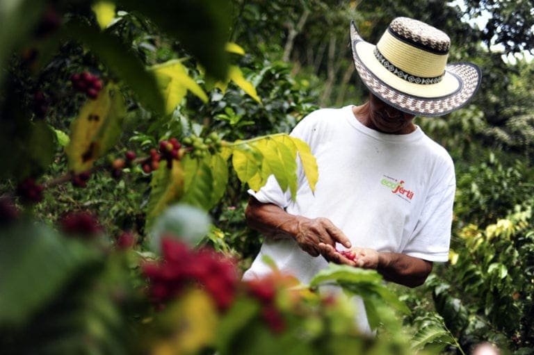 A man in white shirt and hat near trees.